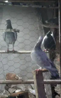کفتر رنگه و نقش وآلمانی