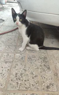 گربه 6 ماهه رایگان