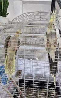 گمشده