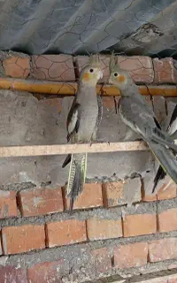 عروس هلندی