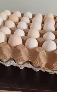تخم مرغ محلی