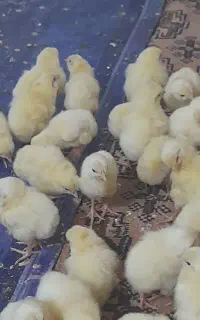 جوجه گوشتی راس سیستان و بلوچستان