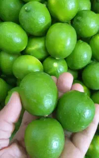 لیمو شیشه دزفول درشت و آبدار با لیمو مجاری و سنگی