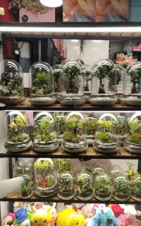 دستگل باکس عروس تراریوم کاکتوس بنسای
