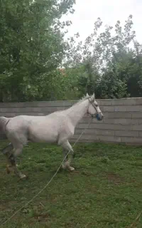 اسب عالی سال هشت سواری عالی