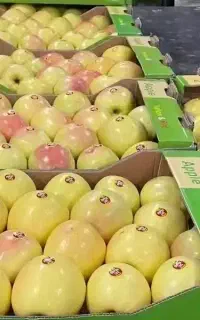 سرکاگربا اکیب برای تمامی صاحب باغ.میوه.سردخونه ها