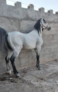 اسب