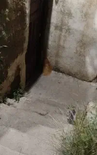 تخلیه چاه ولوله بازکنی