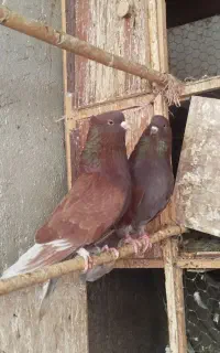 کبوتر سرخ درجه یک