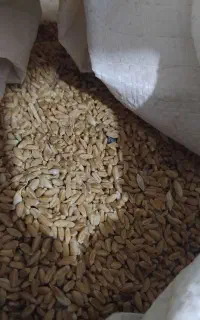 گندم دیم مخصوص نان