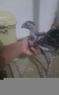 جوجه لاری اصل