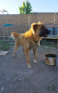سگ نگـهبـان