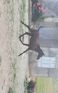 کره اسب 20ماهه