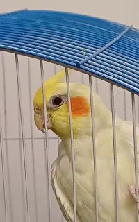 عروس هلندی ماده