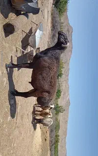 یک راس قوچ افغانی سه راس میش ترکی