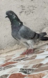کبوتر