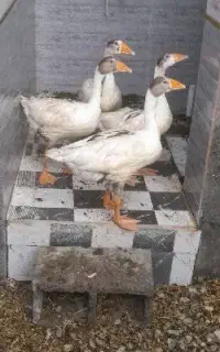 فروش غاز۴ عدد نروماده