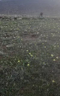 کاه گندم
