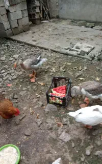 غاز
