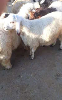 گوسفند زنده میدان شهرک امام