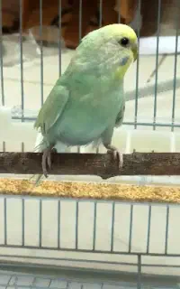 مرغ عشق ماده رینبو درشت