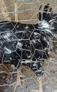یه مرغ ویه خروس گلین