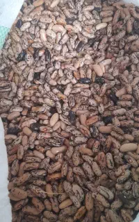پاچ باقلا بهاره برای کاشت پاییزه
