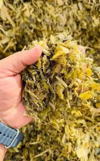 سیلاژ علوفه ذرت بهترین خوراک دام