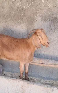 بز جوان نژاد دار