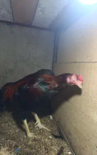 خروس لاری جوان