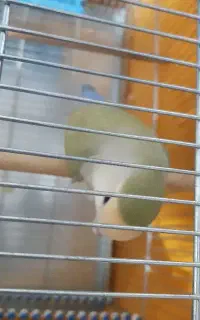 طوطی کوتوله