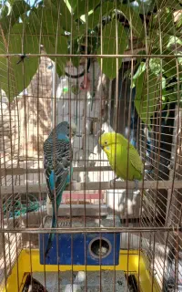 مرغ عشق