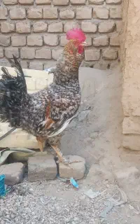 خروس