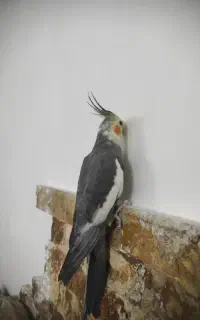 عروس هلندی