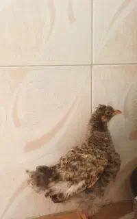 جوجه خروس
