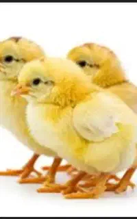 فروش جوجه سه روزه