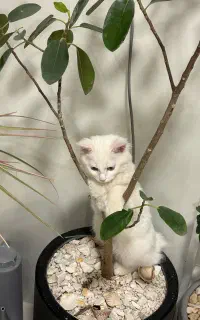 گربه پرشین کلاسیک