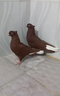 مجسمه