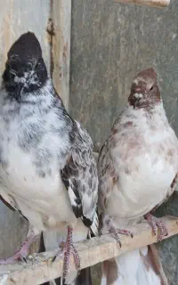 دوطوق کاکولی جوجه