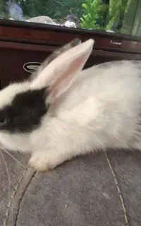 خرگوش