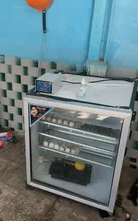 دستگاه جوجه کشی تمام اتومات مازندچینکا