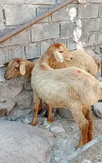 تقلی ماده ناب
