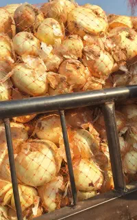 پیاز زرد درجه یک