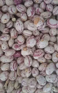 حبوبات