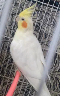 عروس هلندی