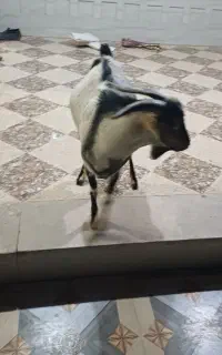 فروش سه راس کهره نر