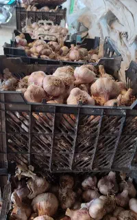 سیر کله و سورت شده خشک جعبه ای