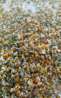 بابونه وحشی