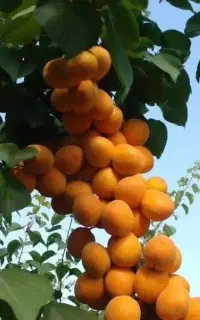 تولید نهال زردآلو انبه ای گلدانی
