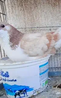 خوشرنگ ماده تار شده